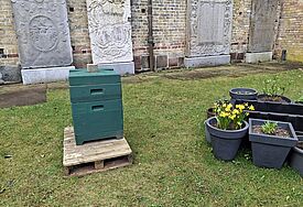 Der grüne Bienenstock im Hof des Domes